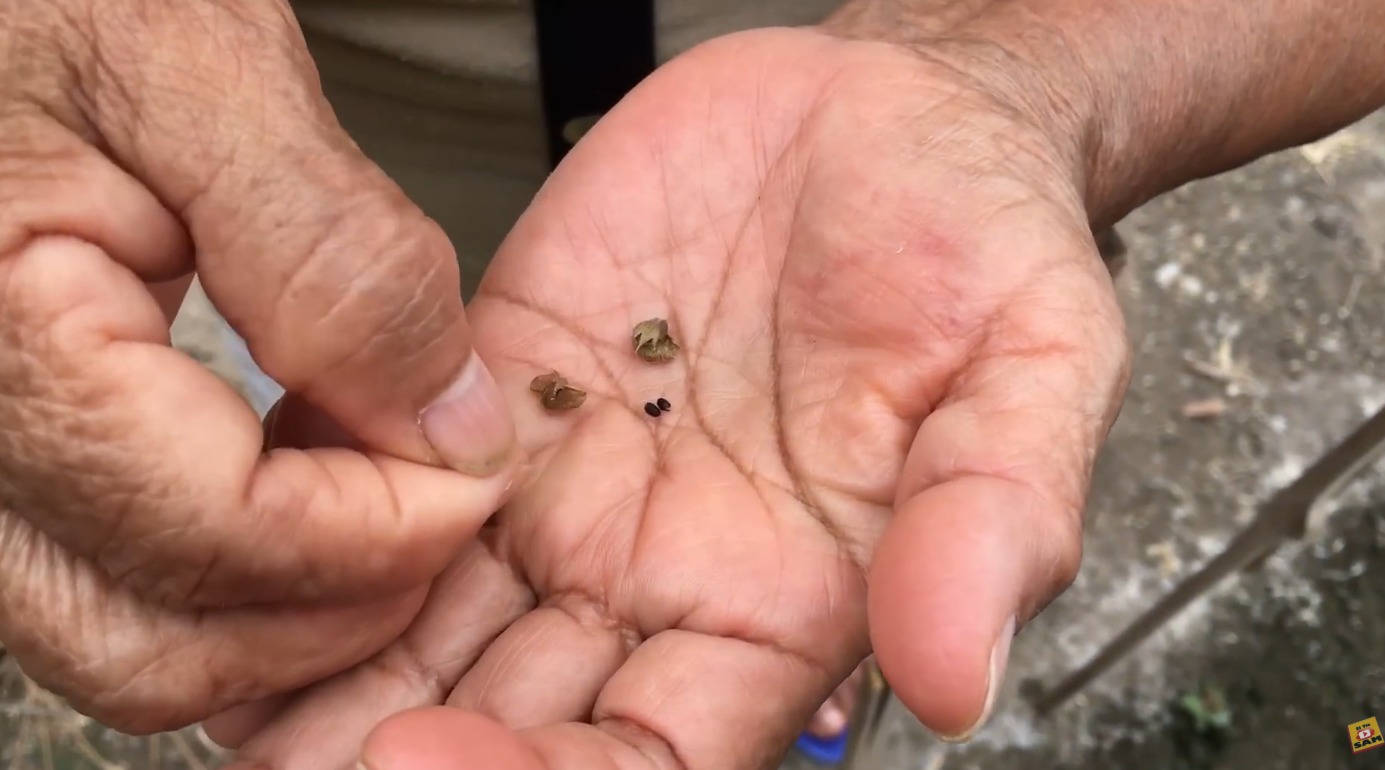 MEDICINA NATURAL PARA ELIMINAR LAS CATARATAS