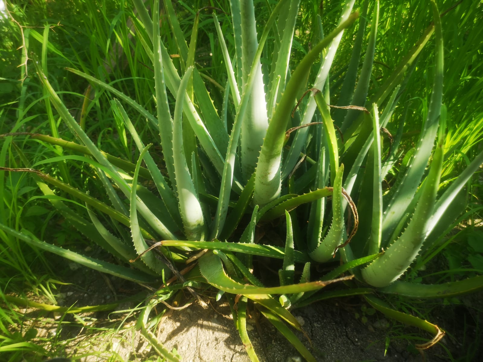 Aloe vera (Sábila)